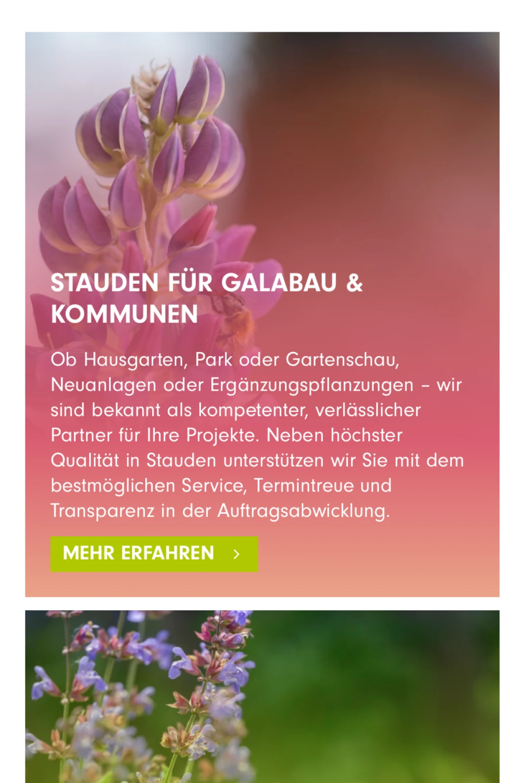 fehrle-stauden-buy-my-site-Website-Referenz-Projekt-Casebox_Vorschau_Responsive_Format__2_3-0019